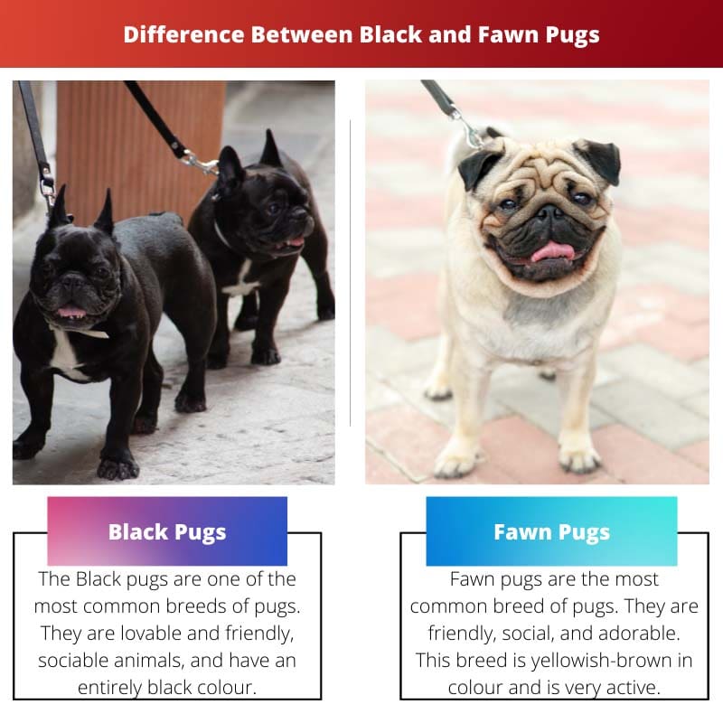 Sự khác biệt giữa Pugs đen và nâu