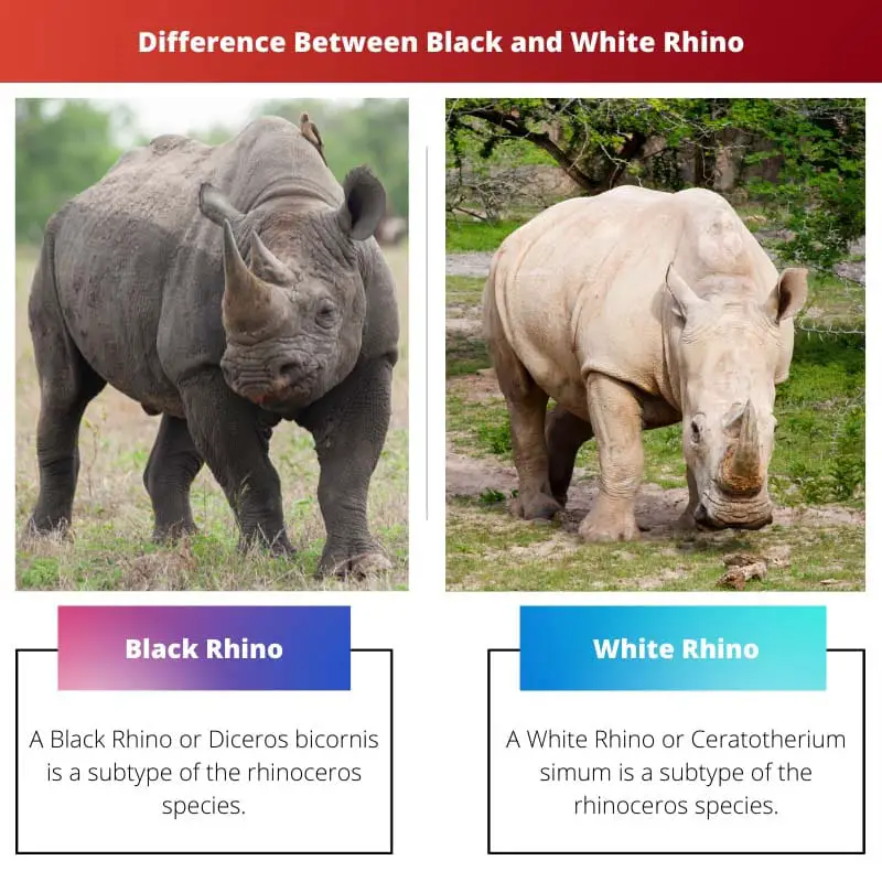 Unterschied zwischen schwarzen und weißen Nashörnern