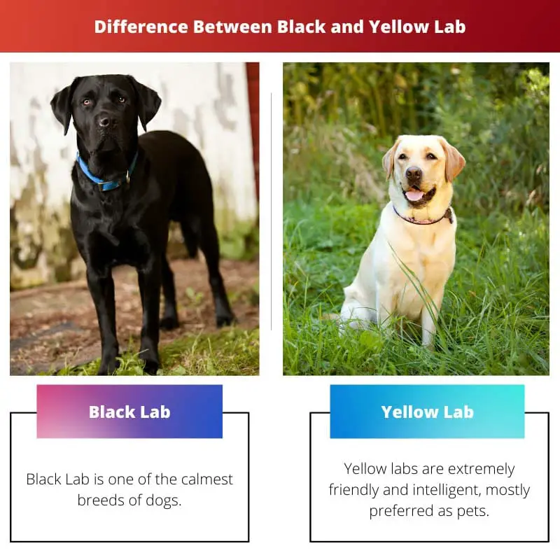 Atšķirība starp melno un dzelteno laboratoriju