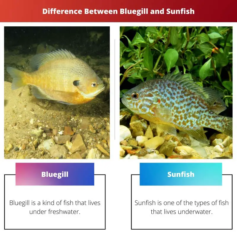 Разница между голубогиллой и солнечной рыбой