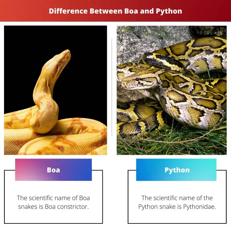 蟒蛇和蟒蛇之间的区别