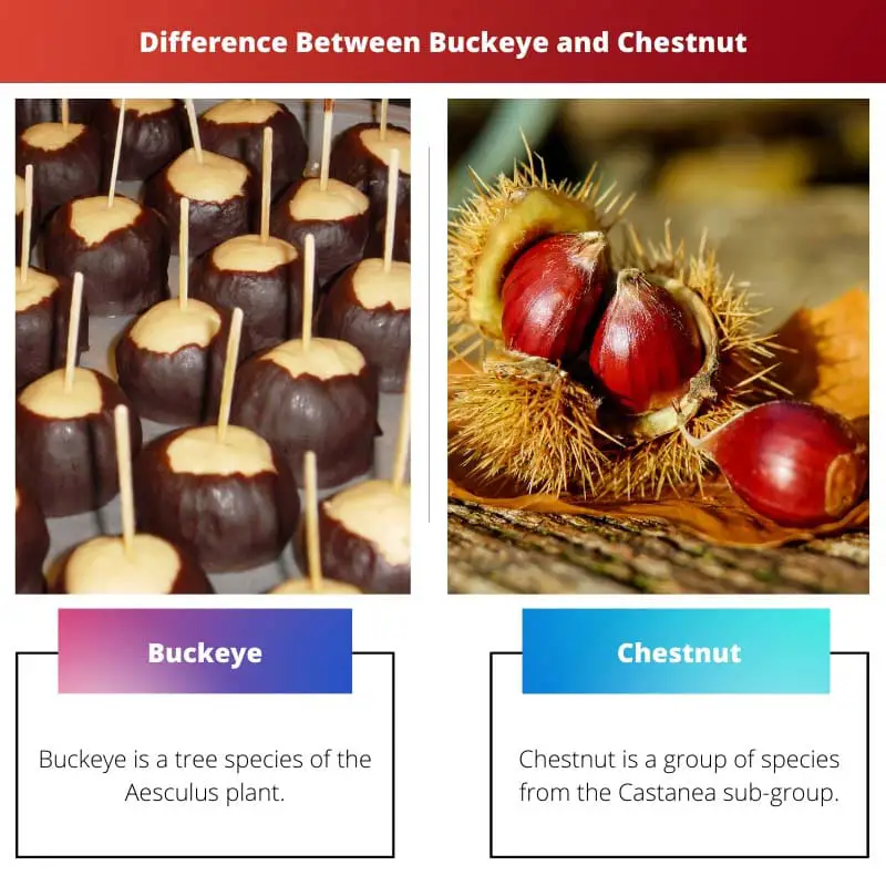 Rozdíl mezi Buckeye a Chestnut