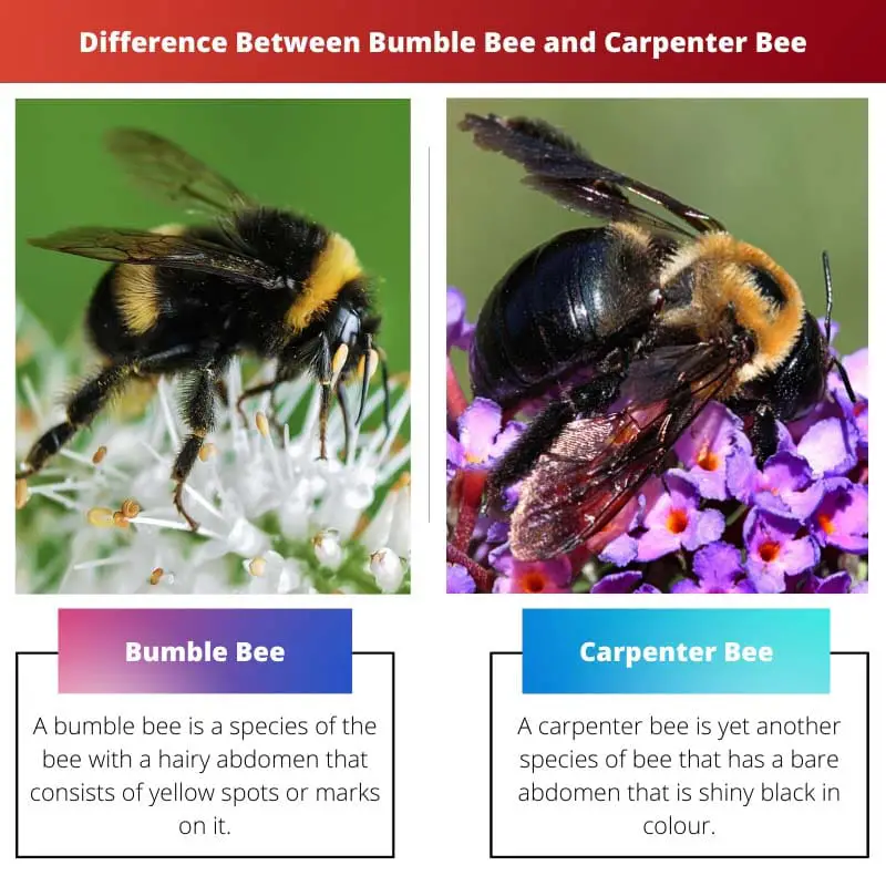 Difference Between Bumble Bee and Carpenter Bee
