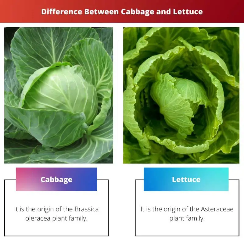 Collection 98+ Images what is the difference between cabbage and lettuce Excellent