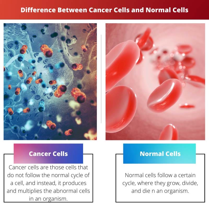Unterschied zwischen Krebszellen und normalen Zellen