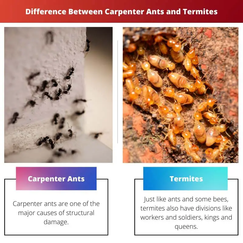 Difference Between Carpenter Ants and Termites