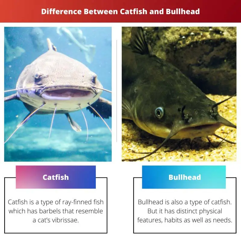 Difference Between Catfish and Bullhead