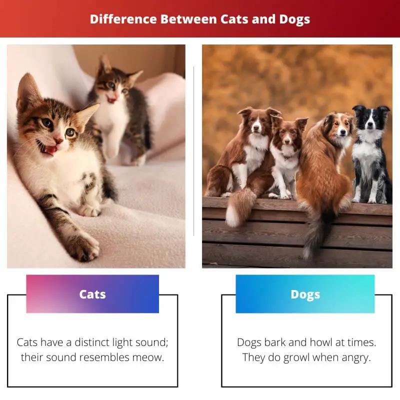 Разница между кошками и собаками