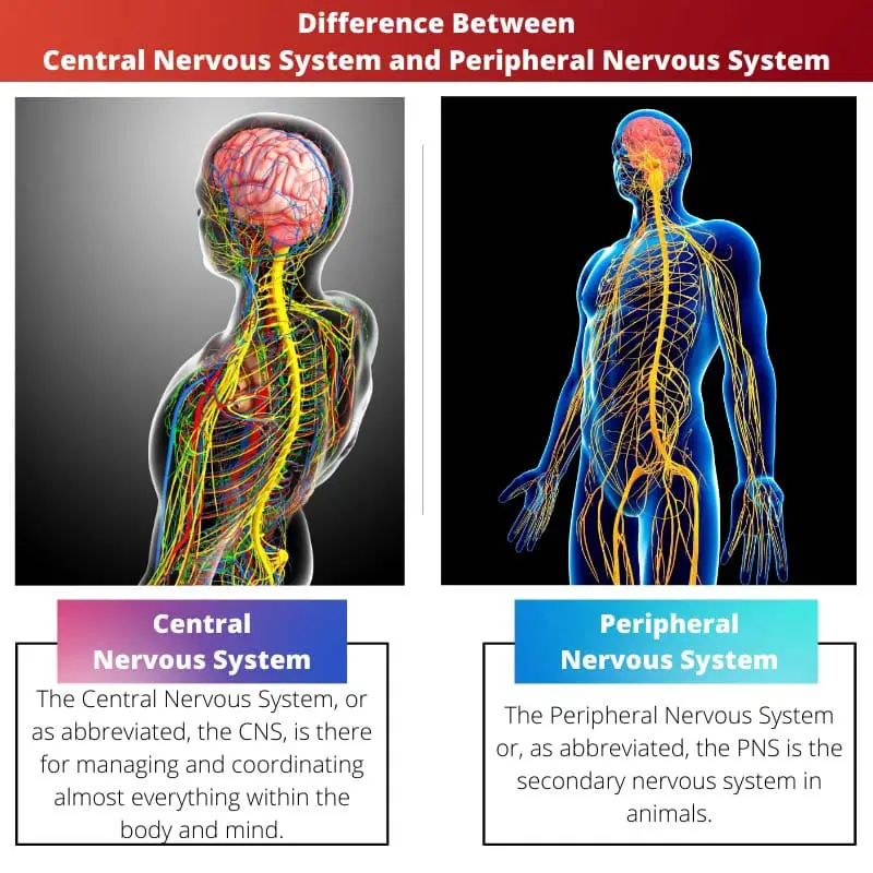 Différence entre le système nerveux central et le système nerveux périphérique