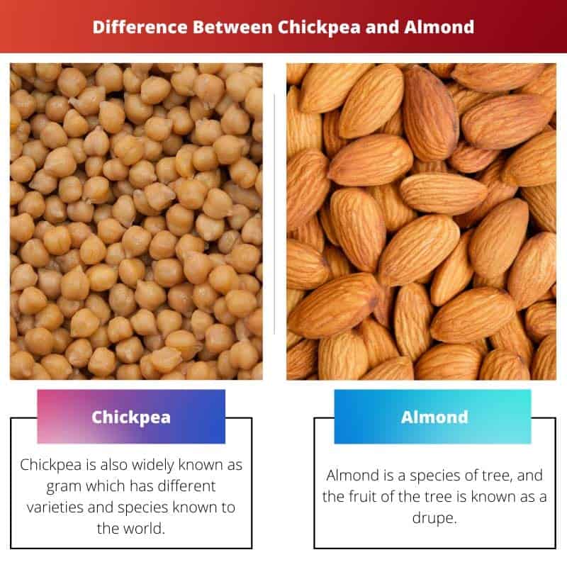 Diferença entre grão de bico e amêndoa