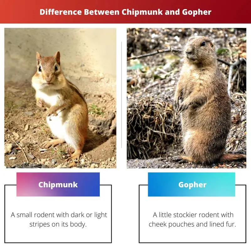 Sự khác biệt giữa Chipmunk và Gopher