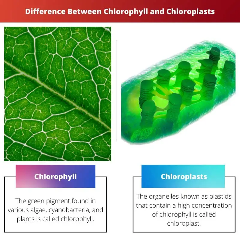 Difference Between Chlorophyll and Chloroplasts