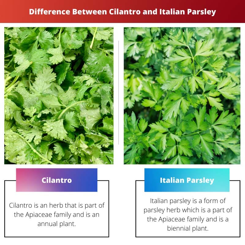 Difference Between Cilantro and Italian Parsley
