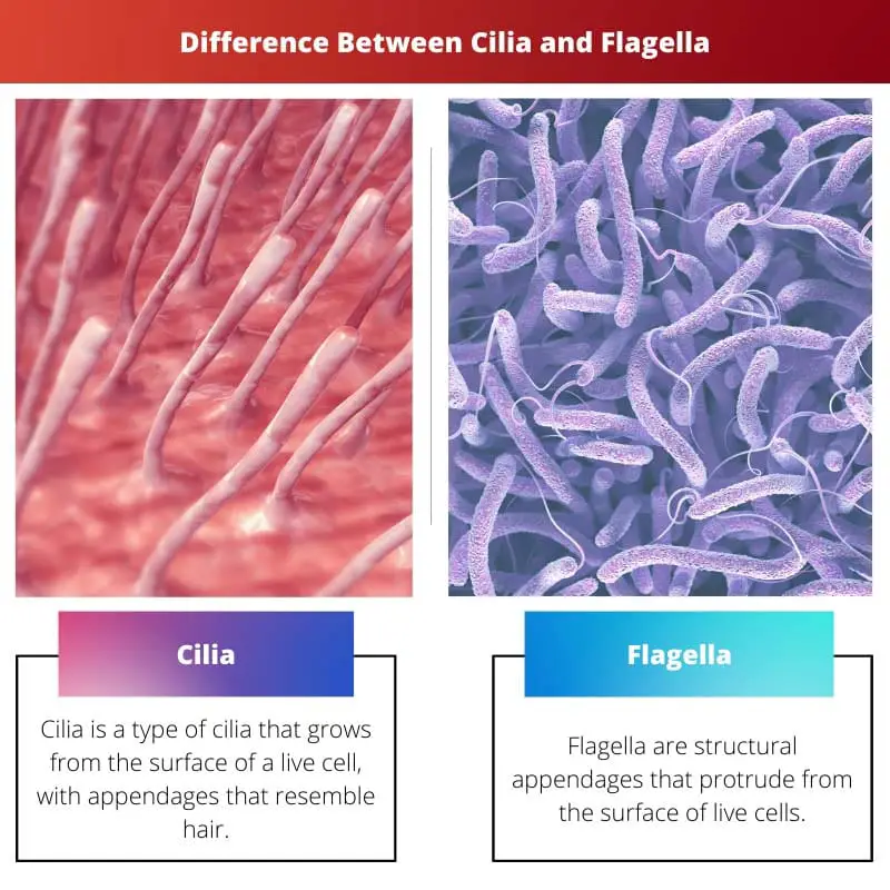 Difference Between Cilia and Flagella