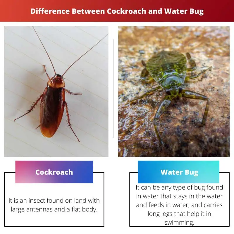 Diferença entre barata e inseto d'água