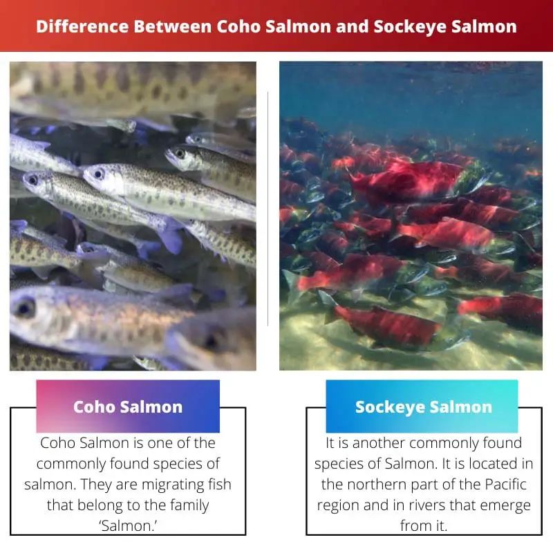 Difference Between Coho Salmon and Sockeye Salmon