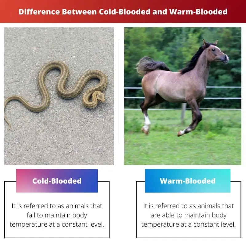 Difference Between Cold Blooded and Warm Blooded