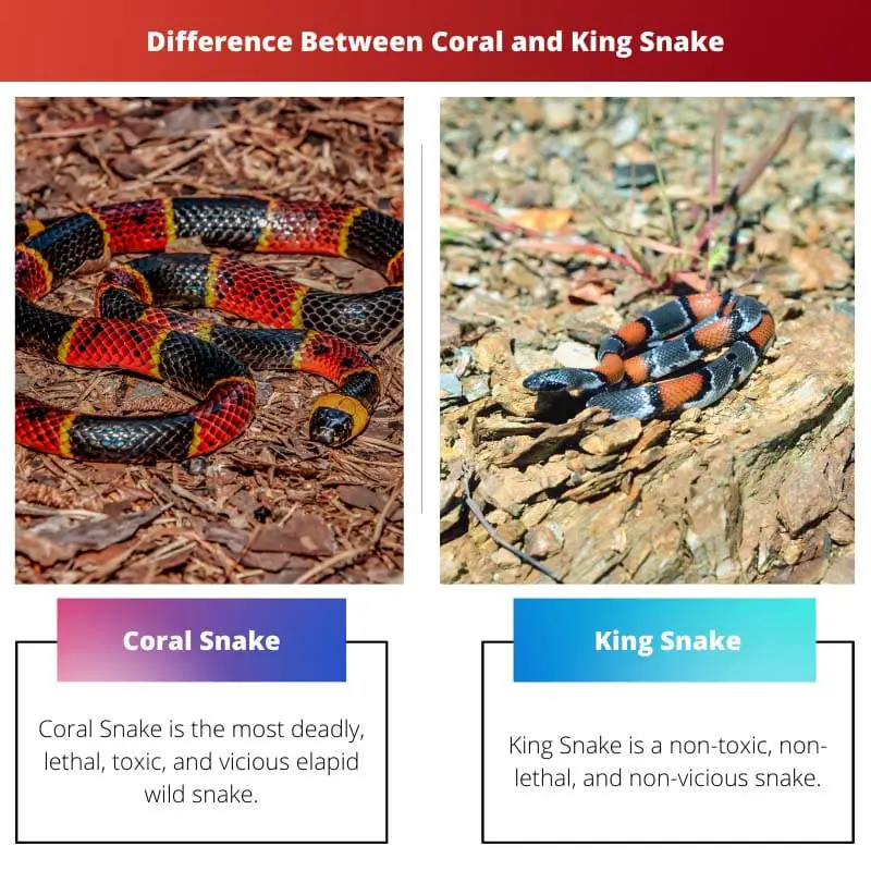 Разница между кораллом и королевской змеей