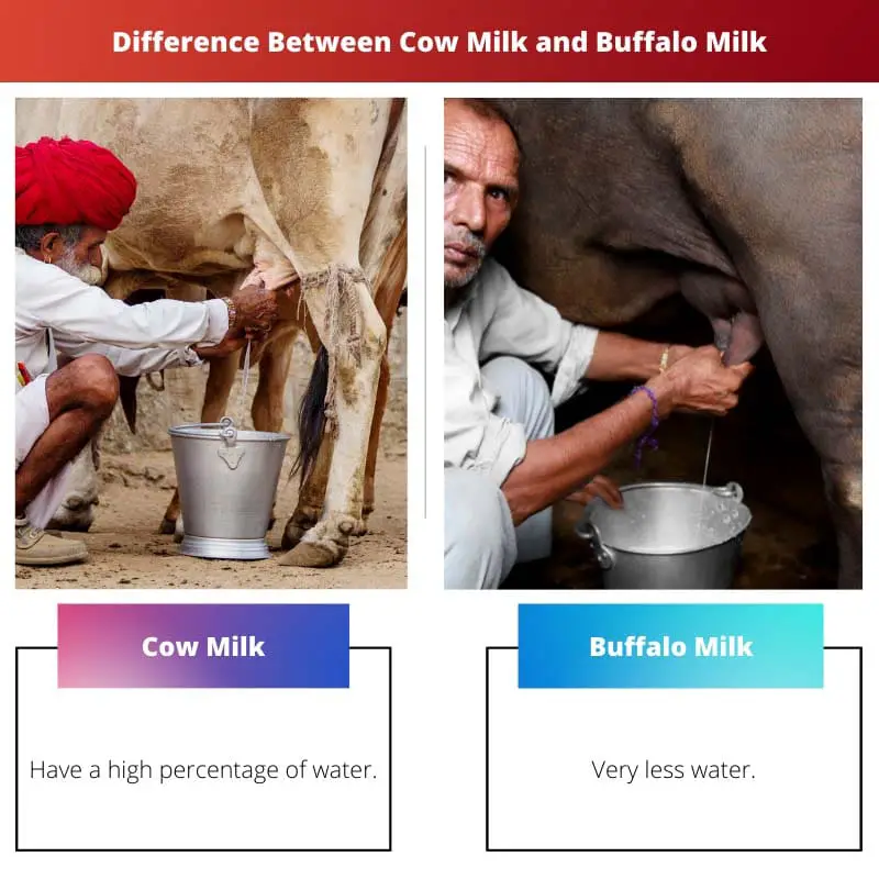 Difference Between Cow Milk and Buffalo Milk