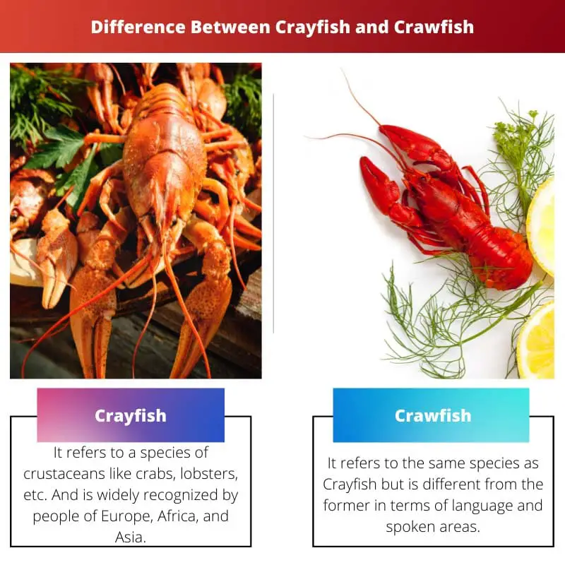 Perbedaan Antara Crayfish dan Crawfish