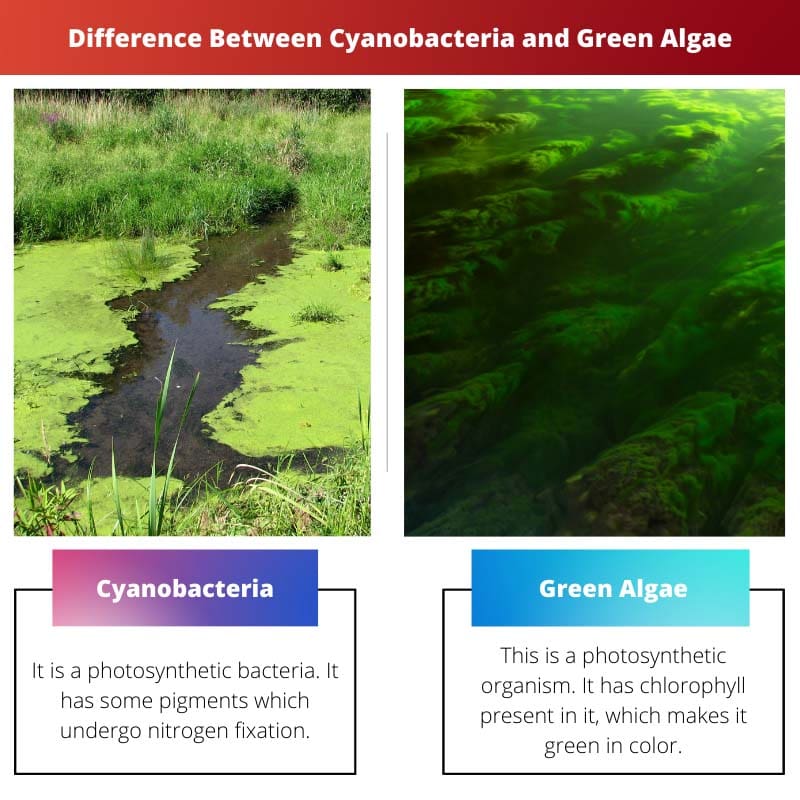 Difference Between Cyanobacteria and Green Algae