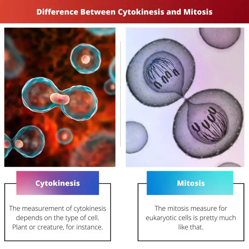 Difference Between Cytokinesis and Mitosis