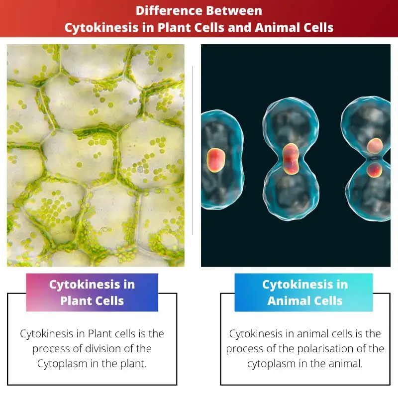 Difference Between Cytokinesis in Plant Cells and Animal Cells