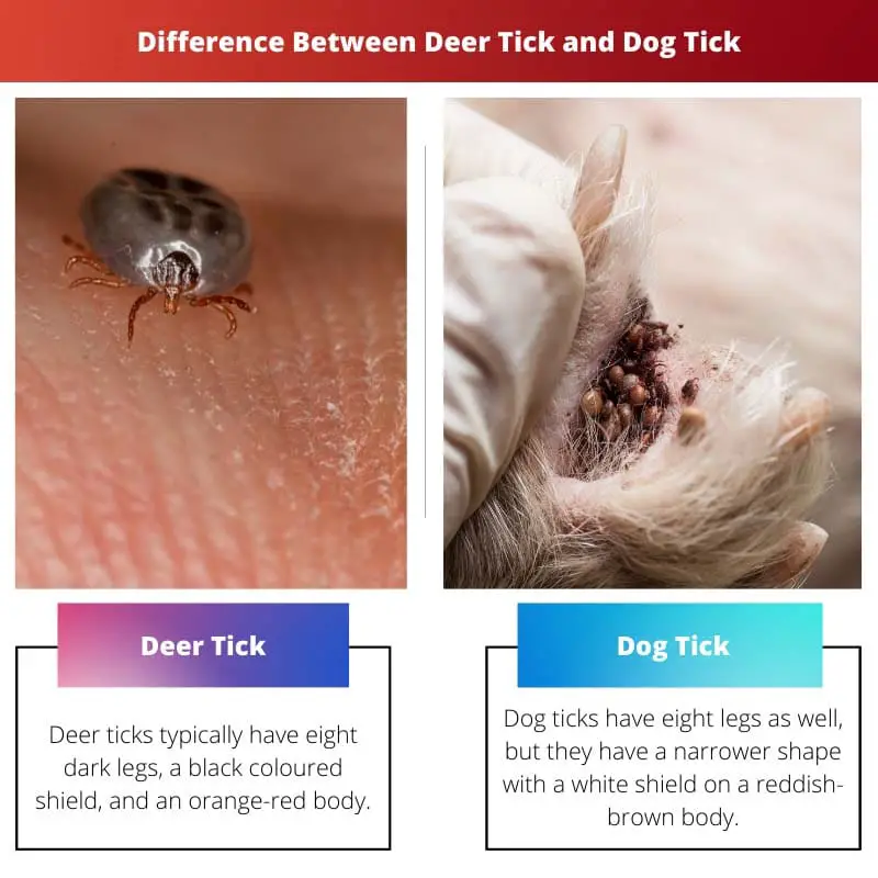Difference Between Deer Tick and Dog Tick