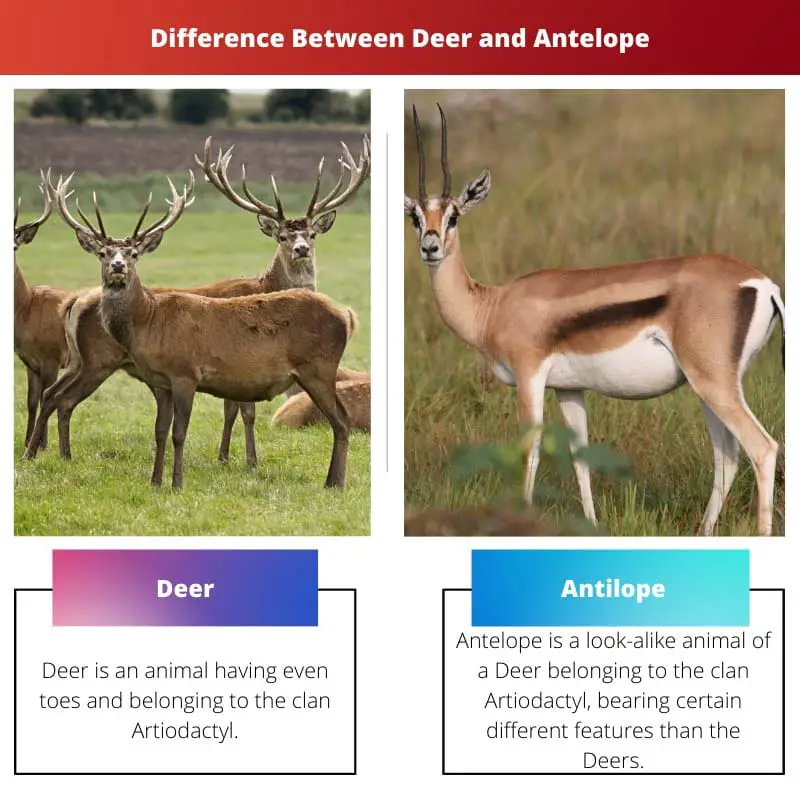 Verschil tussen herten en antilopen