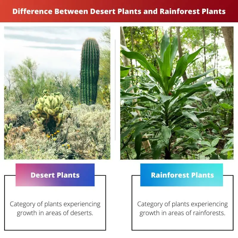 Difference Between Desert Plants and Rainforest Plants