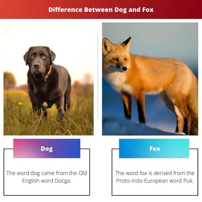 Razlika između psa i