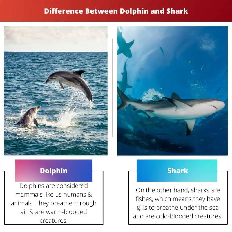 Difference Between Dolphin and Shark