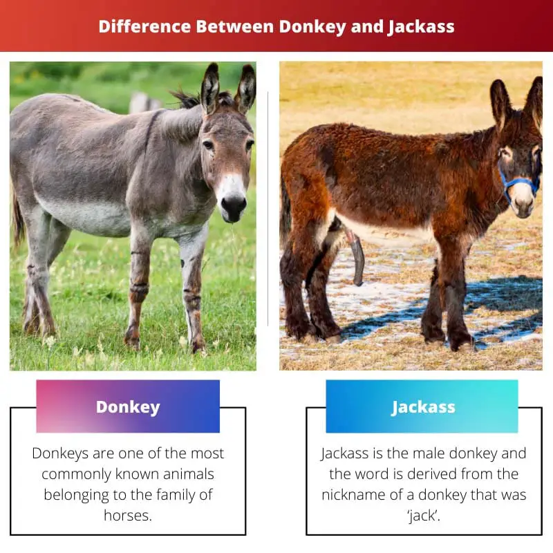 Difference Between Donkey and Jackass