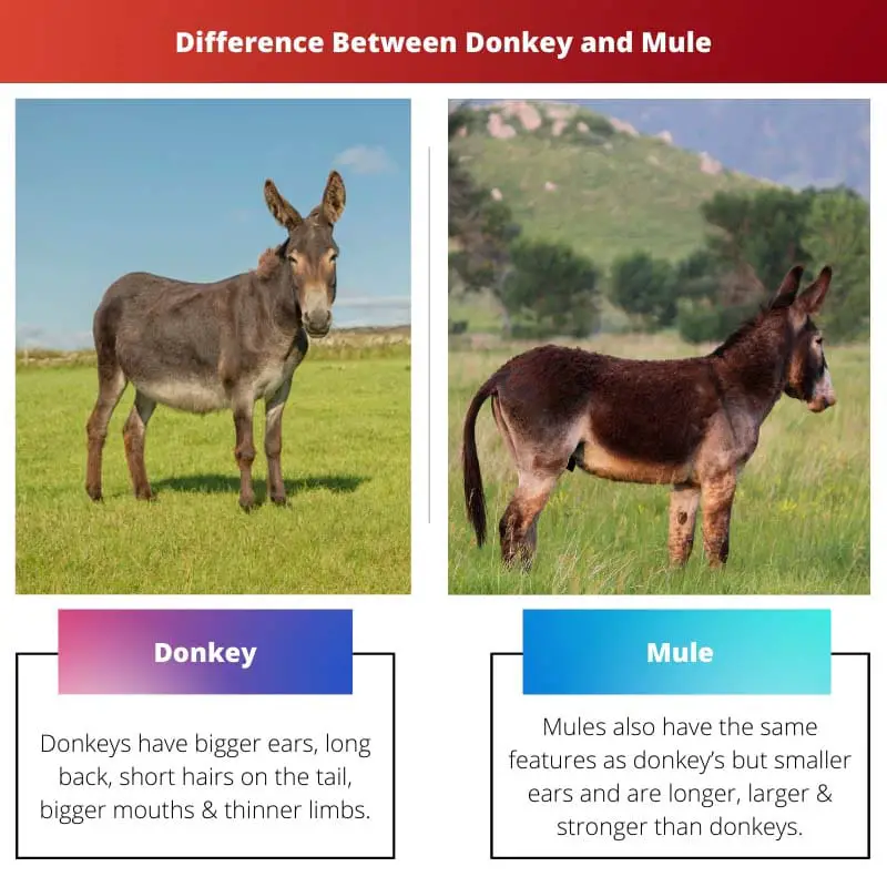 Difference Between Donkey and Mule