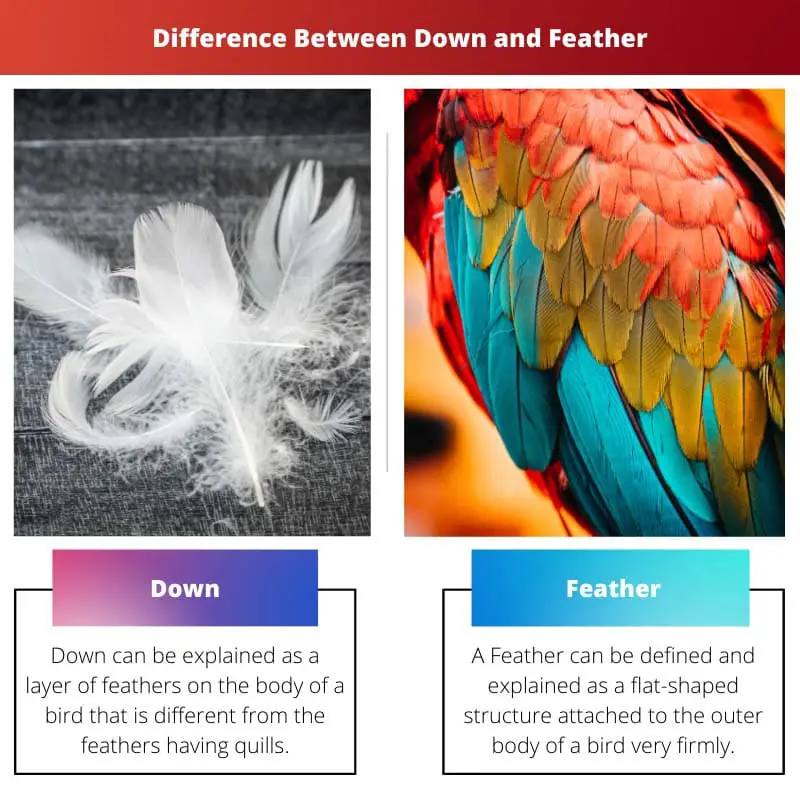 Différence entre le duvet et la plume