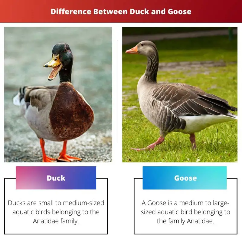 Difference Between Duck and Goose