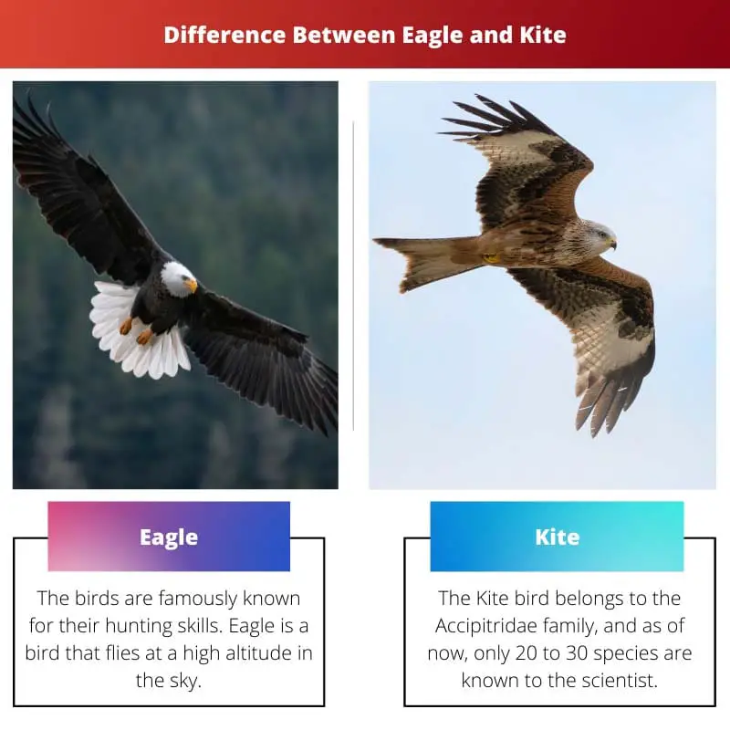 Diferencia entre águila y cometa