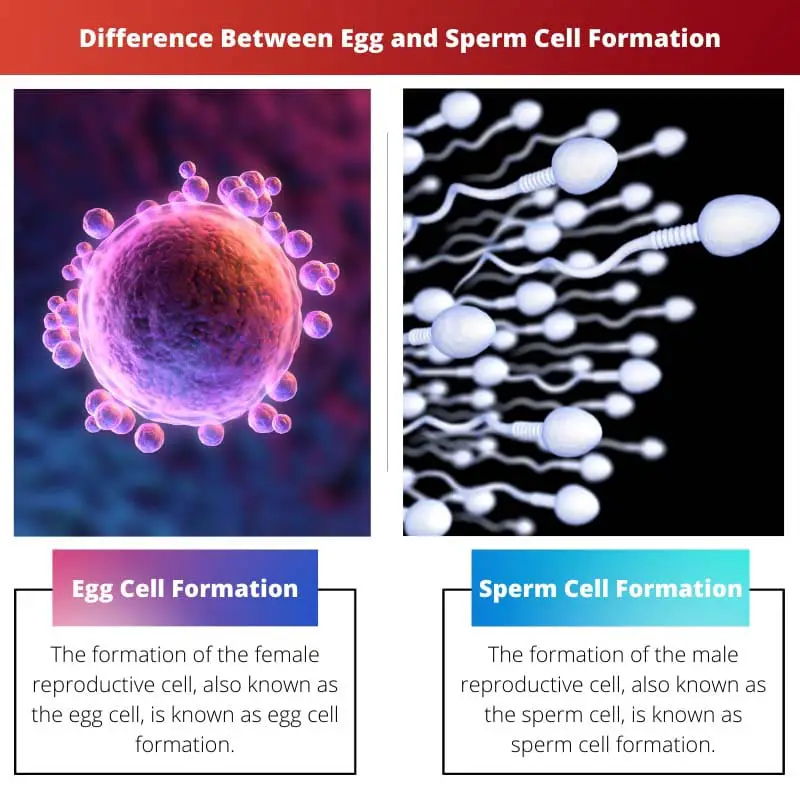 Différence entre la formation d'œufs et de spermatozoïdes