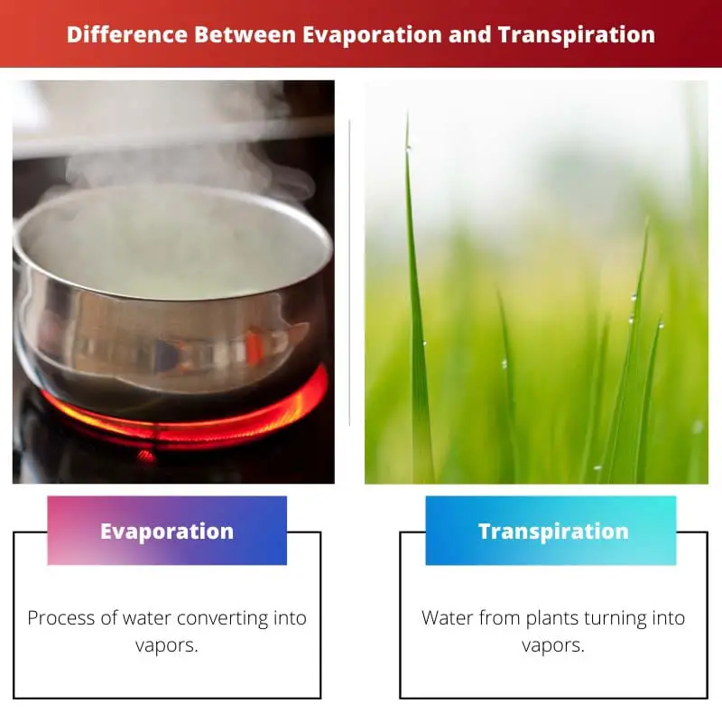 Difference Between Evaporation and Transpiration
