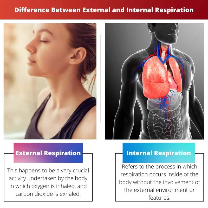 Difference Between External and Internal Respiration