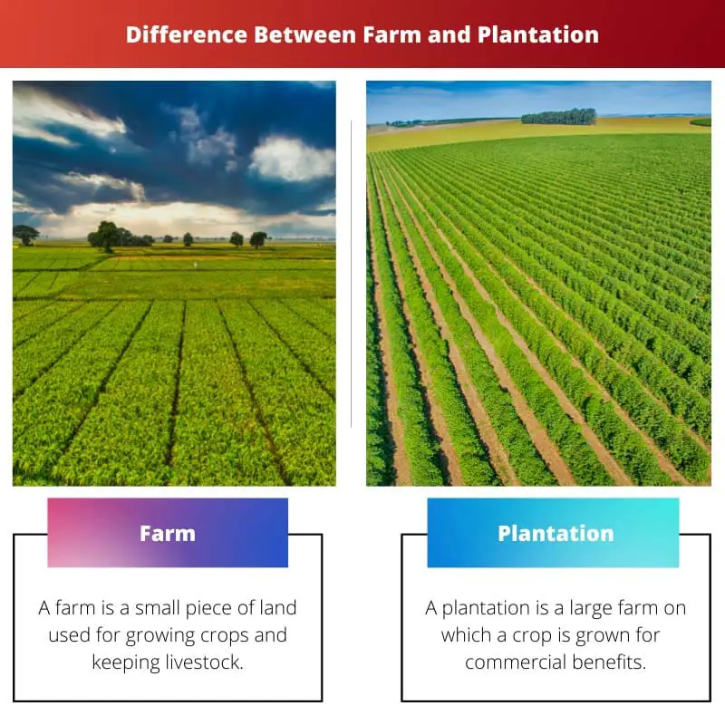 Difference Between Farm and Plantation