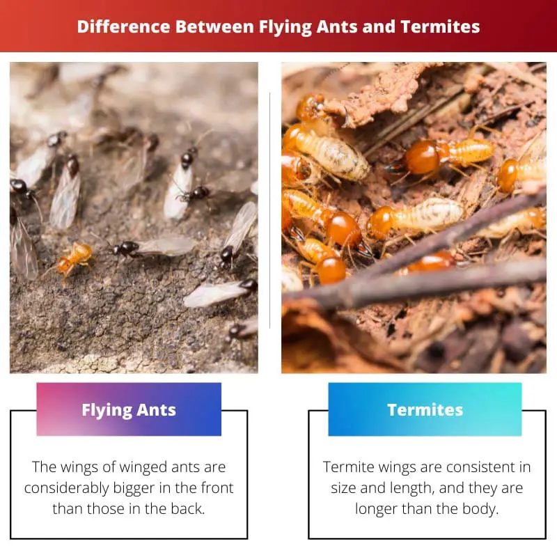 Atšķirība starp lidojošajām skudrām un termītiem