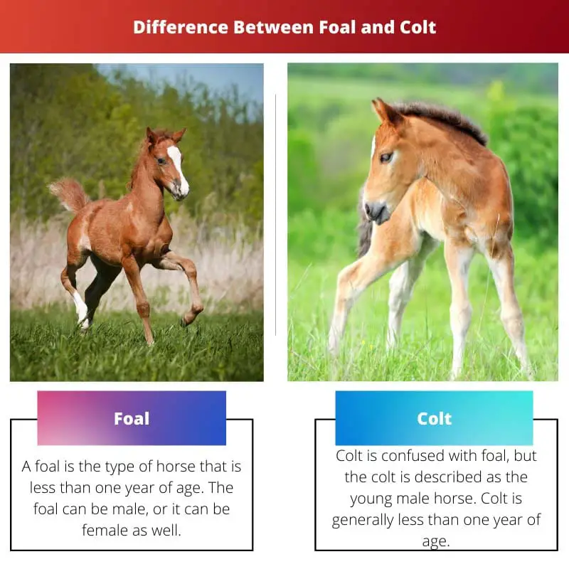 Difference Between Foal and Colt