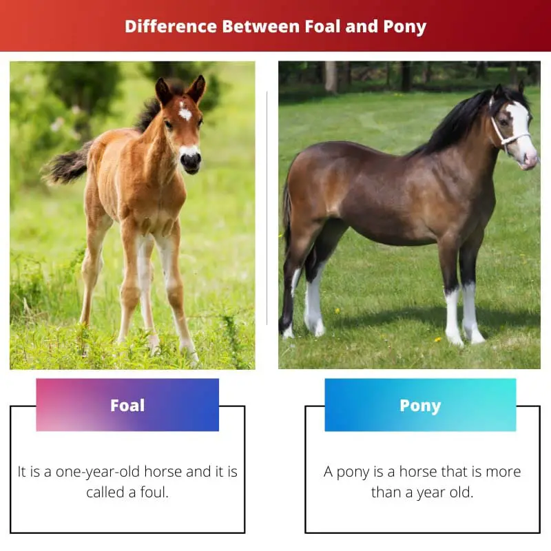 Différence entre poulain et poney