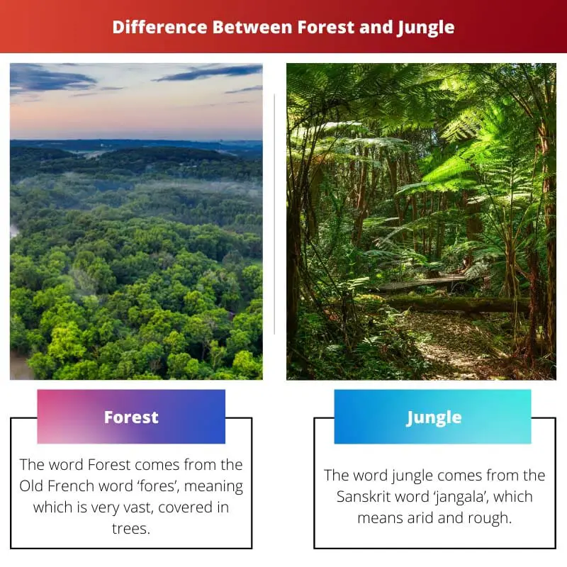 Difference Between Forest and Jungle