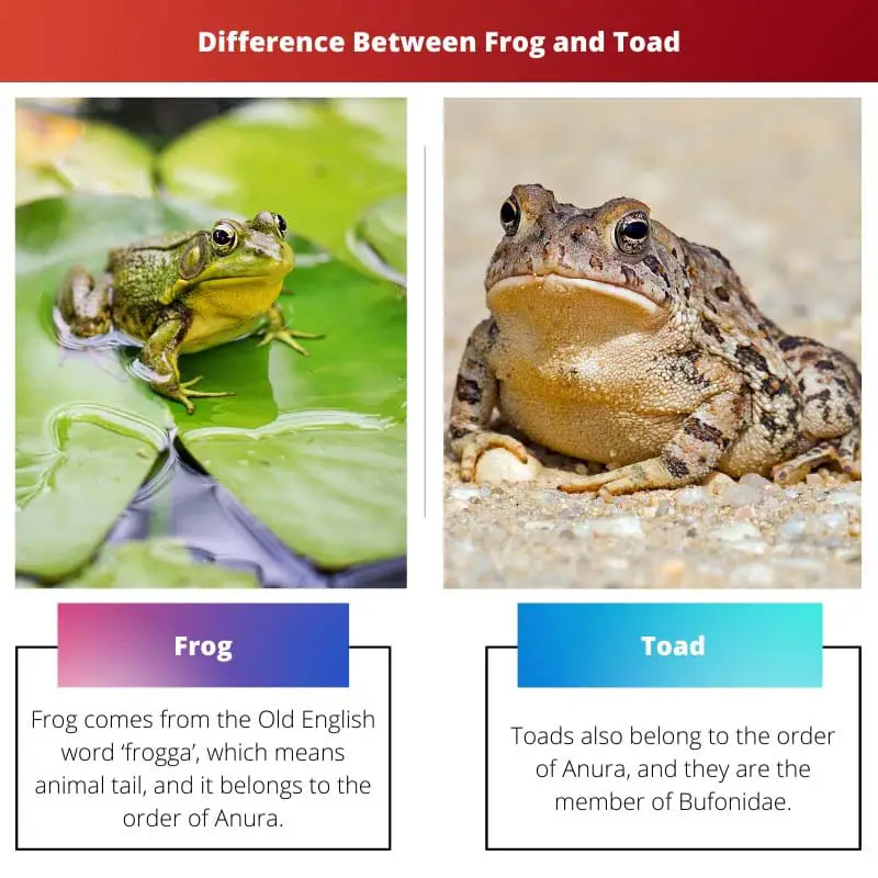 Difference Between Frog and Toad