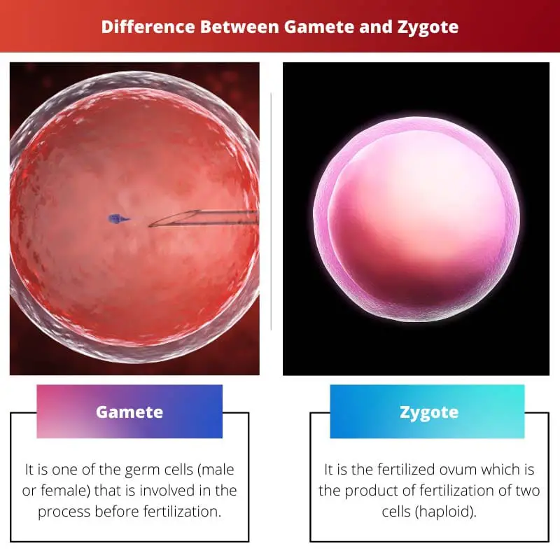 Difference Between Gamete and Zygote