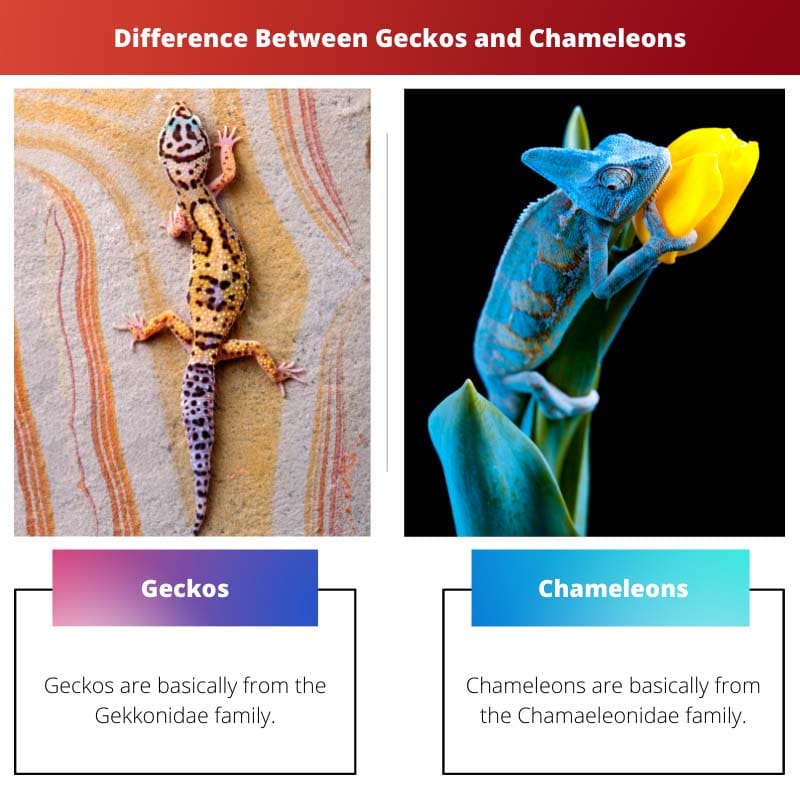 Rozdíl mezi gekony a chameleony