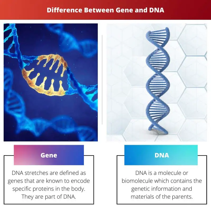 Difference Between Gene and DNA