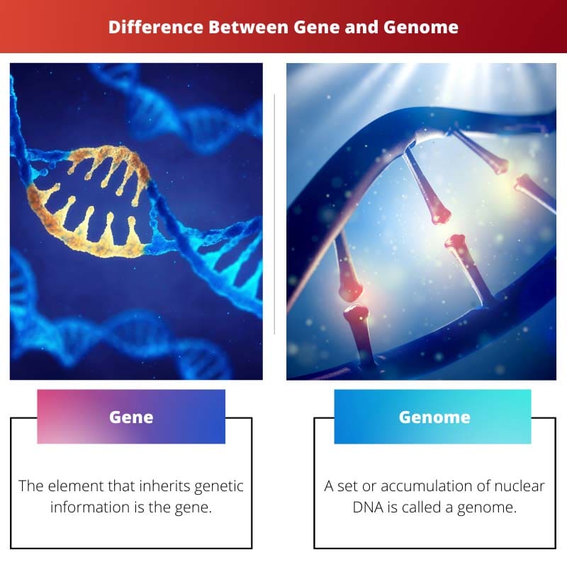Difference Between Gene and Genome